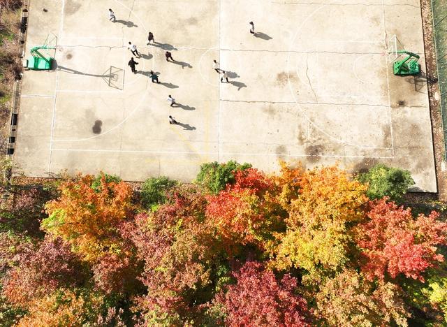 校园 秋色 美如画