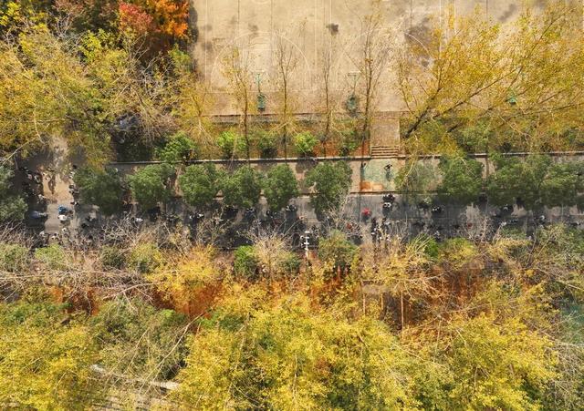 校园 秋色 美如画