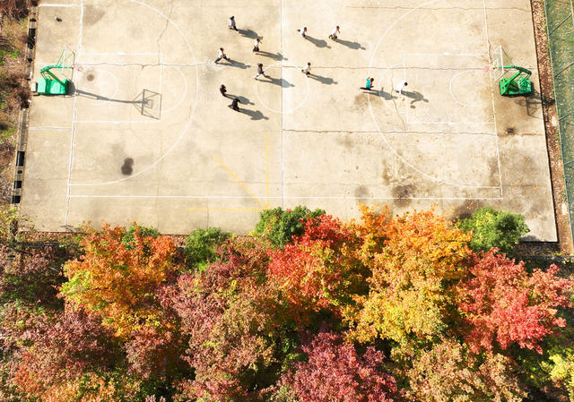 校园 秋色 美如画