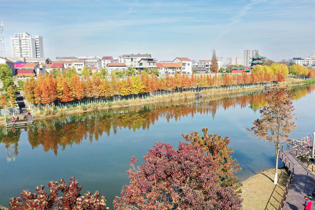 县城  河湖共治  冬日暖阳  水杉  缠绵秋景