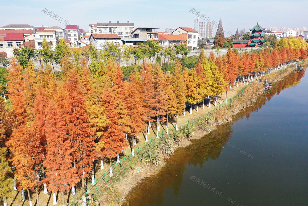 县城  河湖共治  冬日暖阳  水杉  缠绵秋景