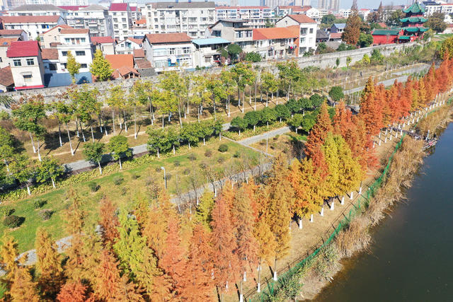 县城  河湖共治  冬日暖阳  水杉  缠绵秋景