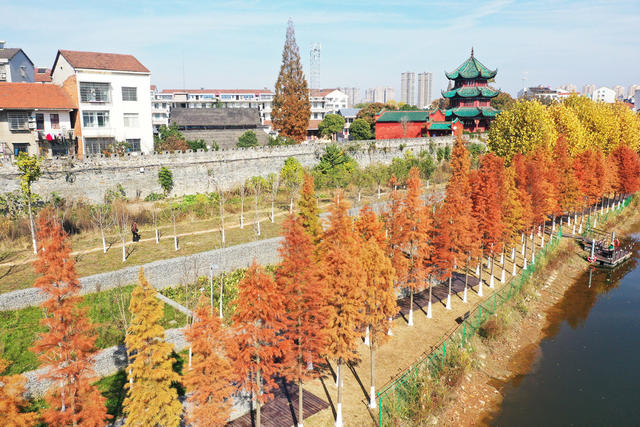 县城  河湖共治  冬日暖阳  水杉  缠绵秋景