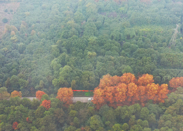 嘉禾：初冬乡道景色美