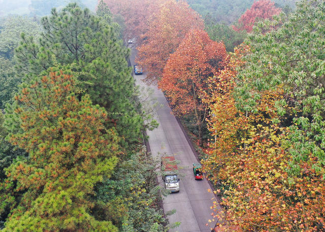 嘉禾：初冬乡道景色美