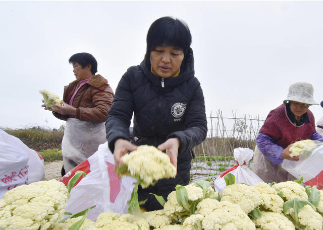 嘉禾：蔬菜种植助增收