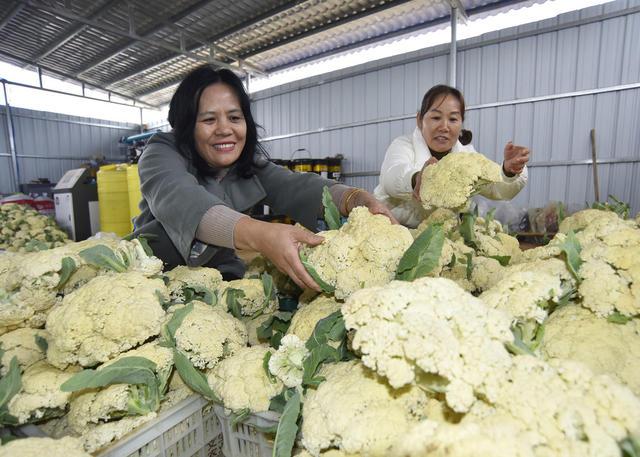 嘉禾：蔬菜种植助增收