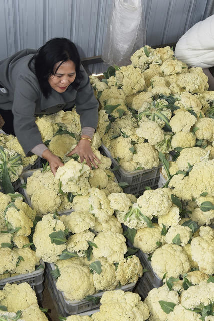 嘉禾：蔬菜种植助增收