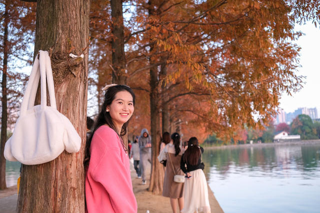 多彩水杉，迎客来