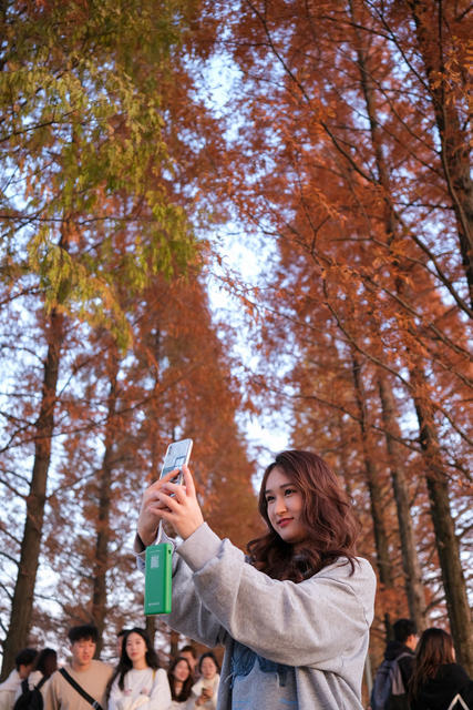 多彩水杉，迎客来
