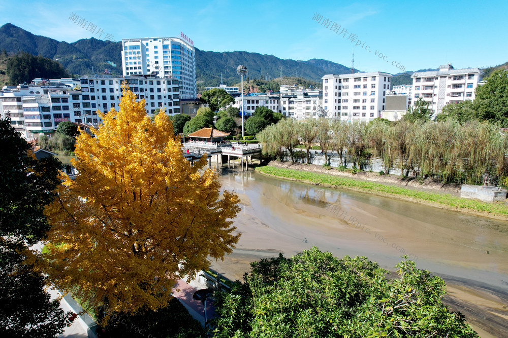 湖南桂东 黄金甲 罗霄广场 银杏