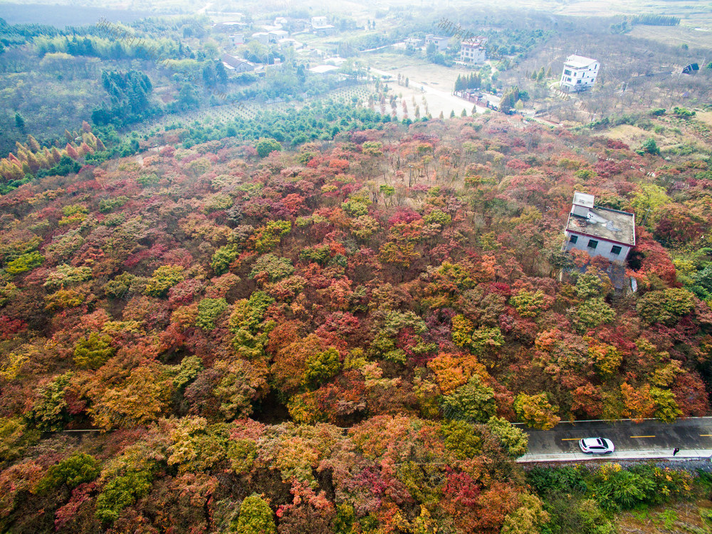 枫叶  乡村 