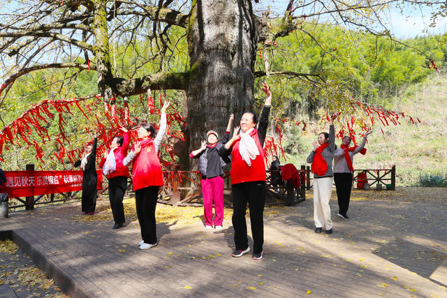 银杏  舞蹈  健身  景区