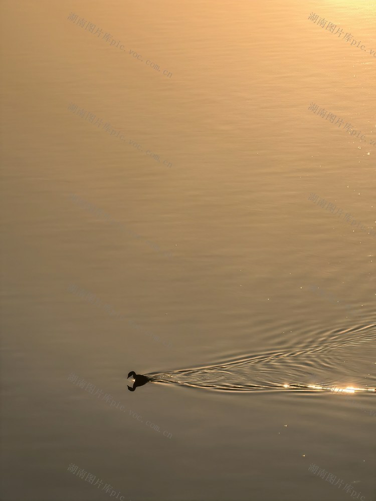 夕阳，水鸟