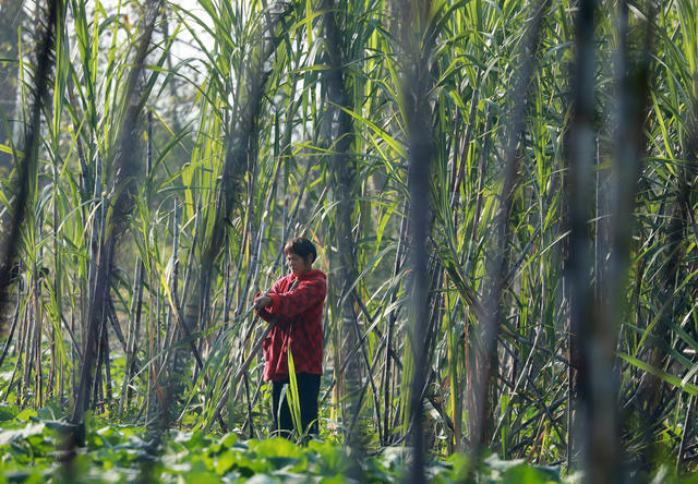 人勤冬不闲  甘蔗收割  乡村早晨