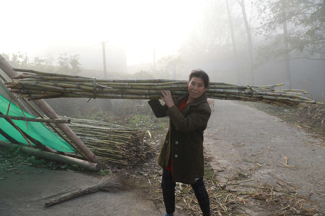 人勤冬不闲  甘蔗收割  乡村早晨