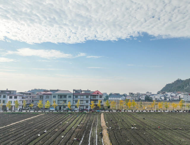 冬日 劳作  蔬菜  采收 农民 道县