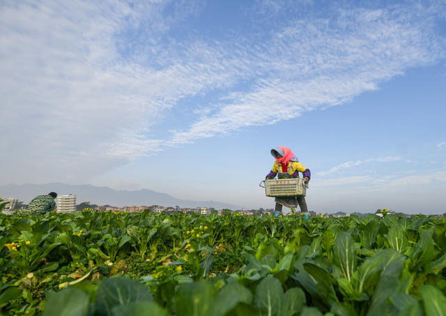 冬日 劳作  蔬菜  采收 农民 道县