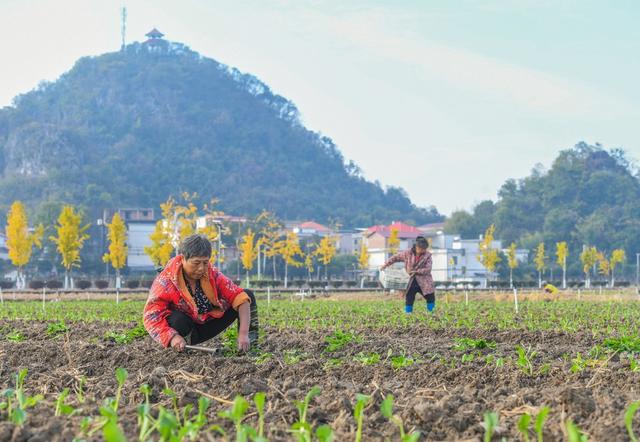 冬日 劳作  蔬菜  采收 农民 道县