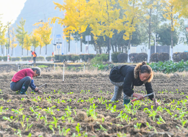 冬日 劳作  蔬菜  采收 农民 道县