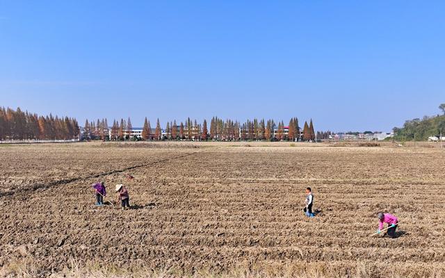 湖南  常宁  田间  农事