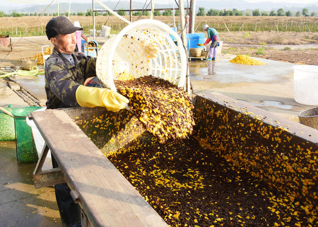 党支部  农业企业  合作社  种植基地  瓜蒌籽加工  特色种植  食用瓜蒌。