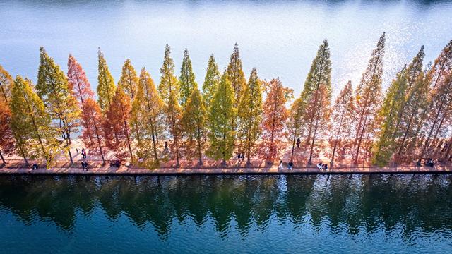 长沙风景 烈士公园  年嘉湖  初冬  水杉大道