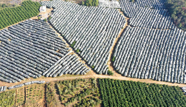 水果  基地  沙糖桔  丰产  丰收  产业  致富  三农  果树