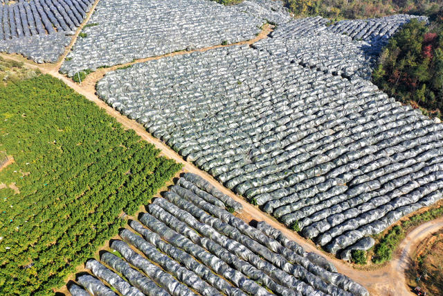 水果  基地  沙糖桔  丰产  丰收  产业  致富  三农  果树