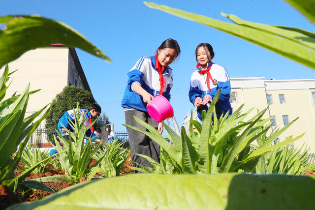 劳动  实践  劳作  研学  课程