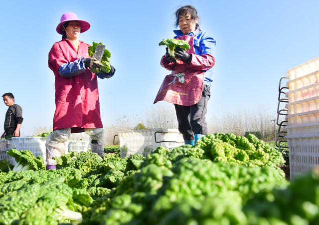 农业  特色种植  蔬菜  黄心菜  沿海市场  菜篮子  钱袋子