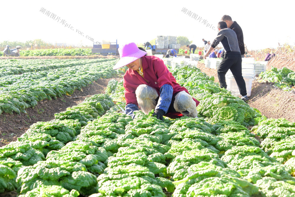农业  特色种植  蔬菜  黄心菜  沿海市场  菜篮子  钱袋子