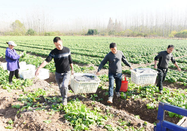 农业  特色种植  蔬菜  黄心菜  沿海市场  菜篮子  钱袋子