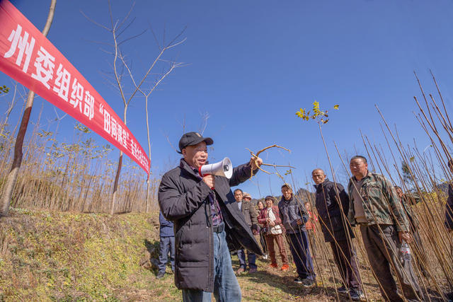 黄柏 药材 技术指导 田间课堂 土专家