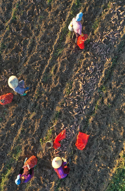 蓝山：红薯喜丰收 村民采收忙