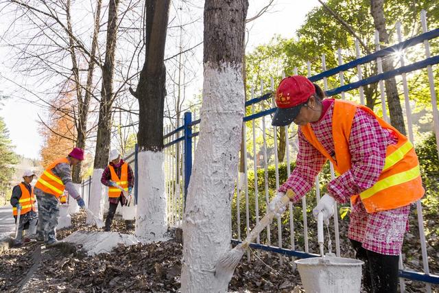 湖南 通道 公路 管护 人员 树木 刷白 施工 确保 顺利 过冬