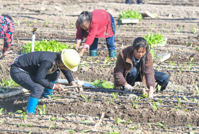 蔬菜 供满  道县  农业