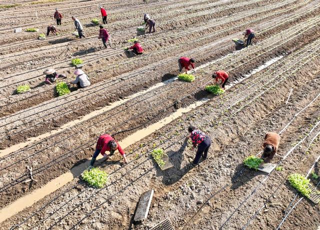 蔬菜 供满  道县  农业