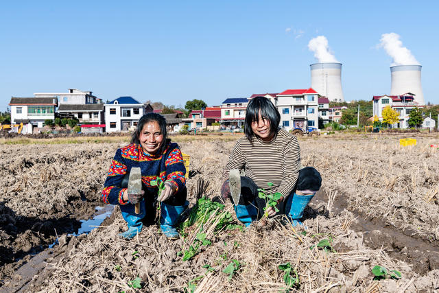 农业生产  油菜种植