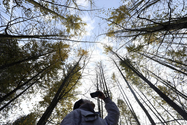 初冬时节 水杉 银杏 景美如画 旅游