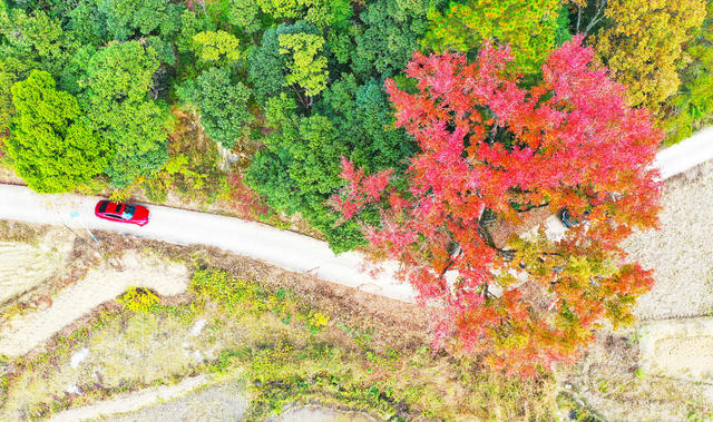 古枫树  红叶  道路   美景