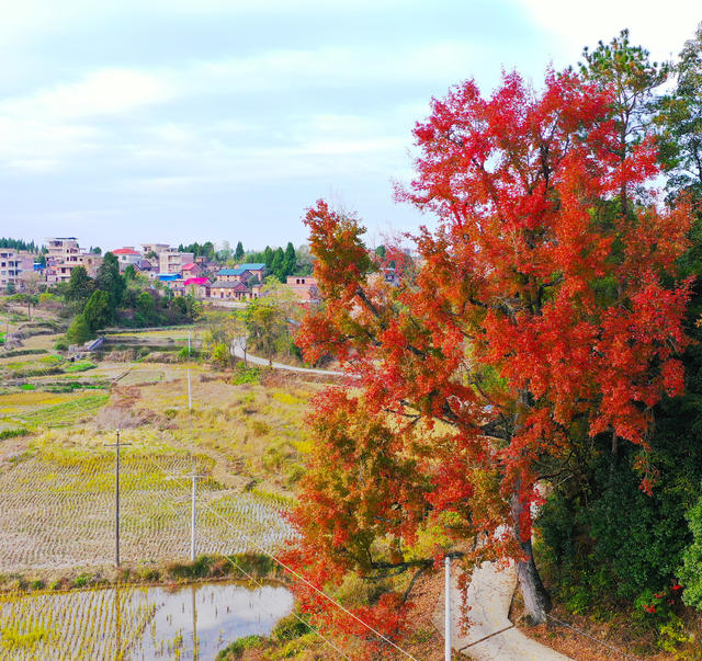 古枫树  红叶  道路   美景