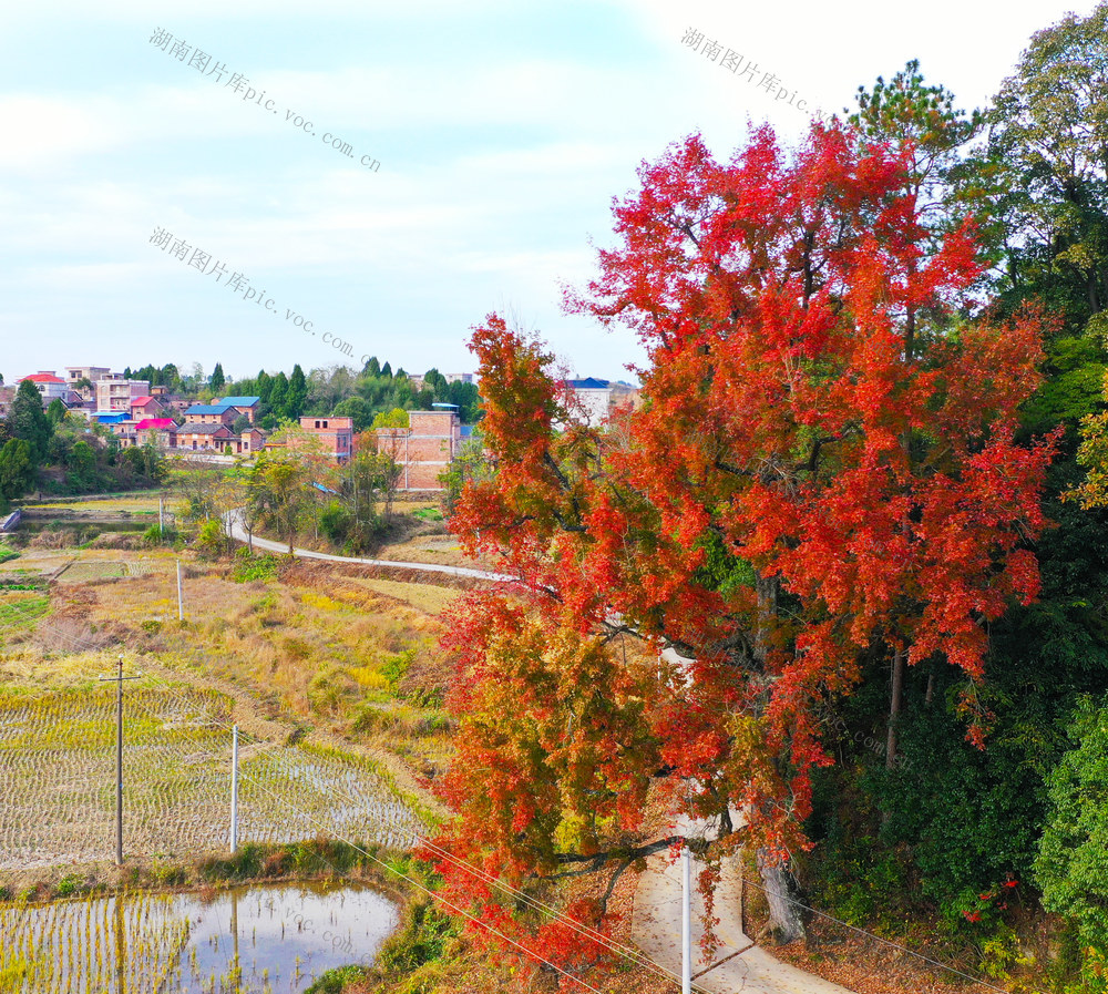 古枫树  红叶  道路   美景