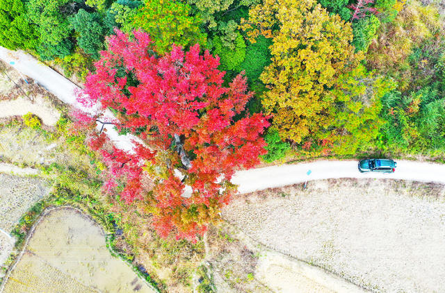 古枫树  红叶  道路   美景