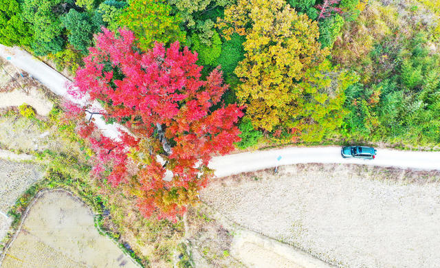 古枫树  红叶  道路   美景