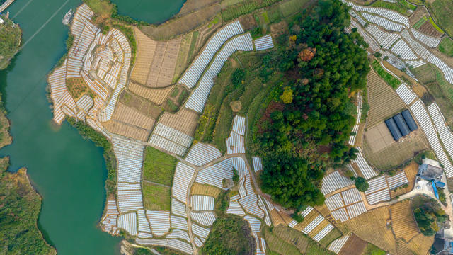 黄柏 黄精 套种 中药材 移栽 村民增收 村集体经济