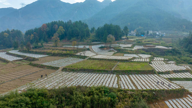 黄柏 黄精 套种 中药材 移栽 村民增收 村集体经济