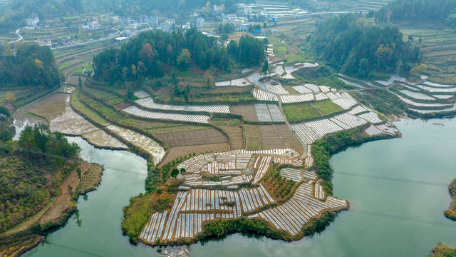 黄柏 黄精 套种 中药材 移栽 村民增收 村集体经济