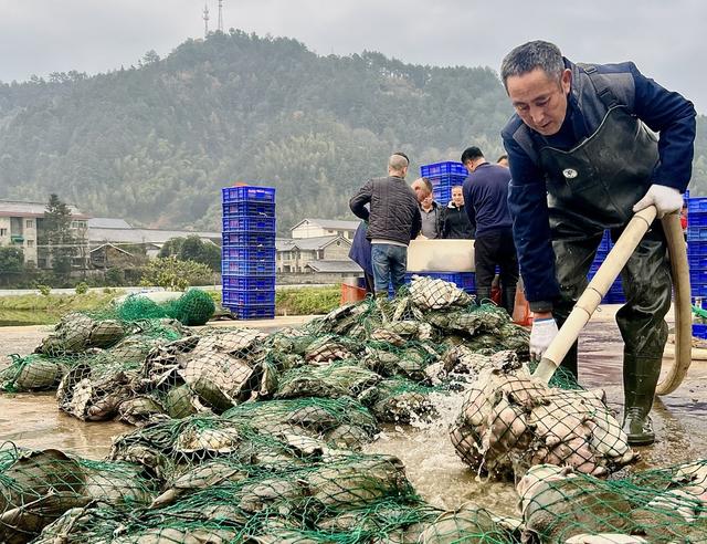 侗乡甲鱼喜获丰收 走俏沿海市场