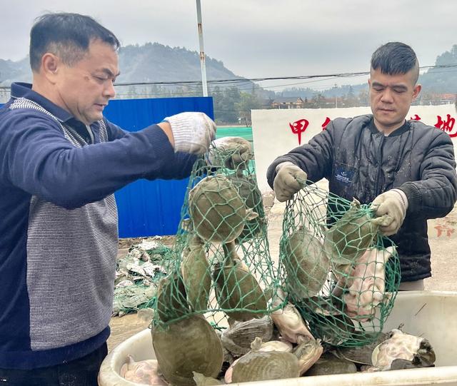 侗乡甲鱼喜获丰收 走俏沿海市场